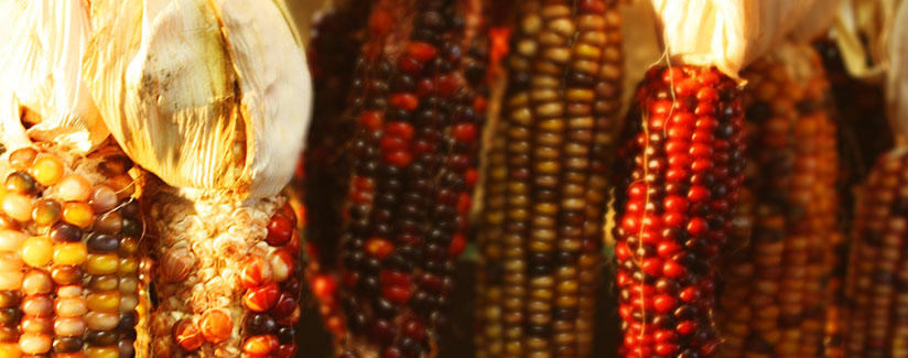 Best-Food-Facts-sweet-corn-popcorn-field corn
