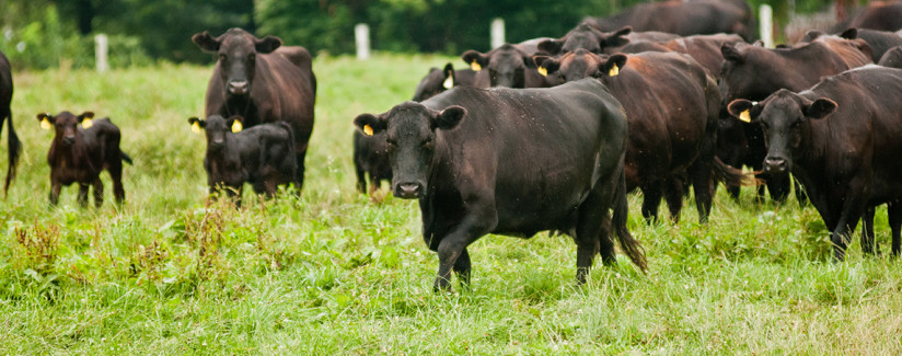 antibiotics in livestock