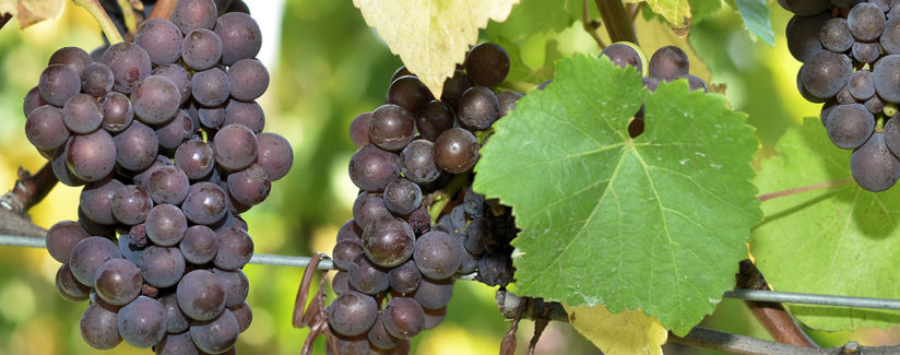 Best-Food-Facts-Viticulture-Wine