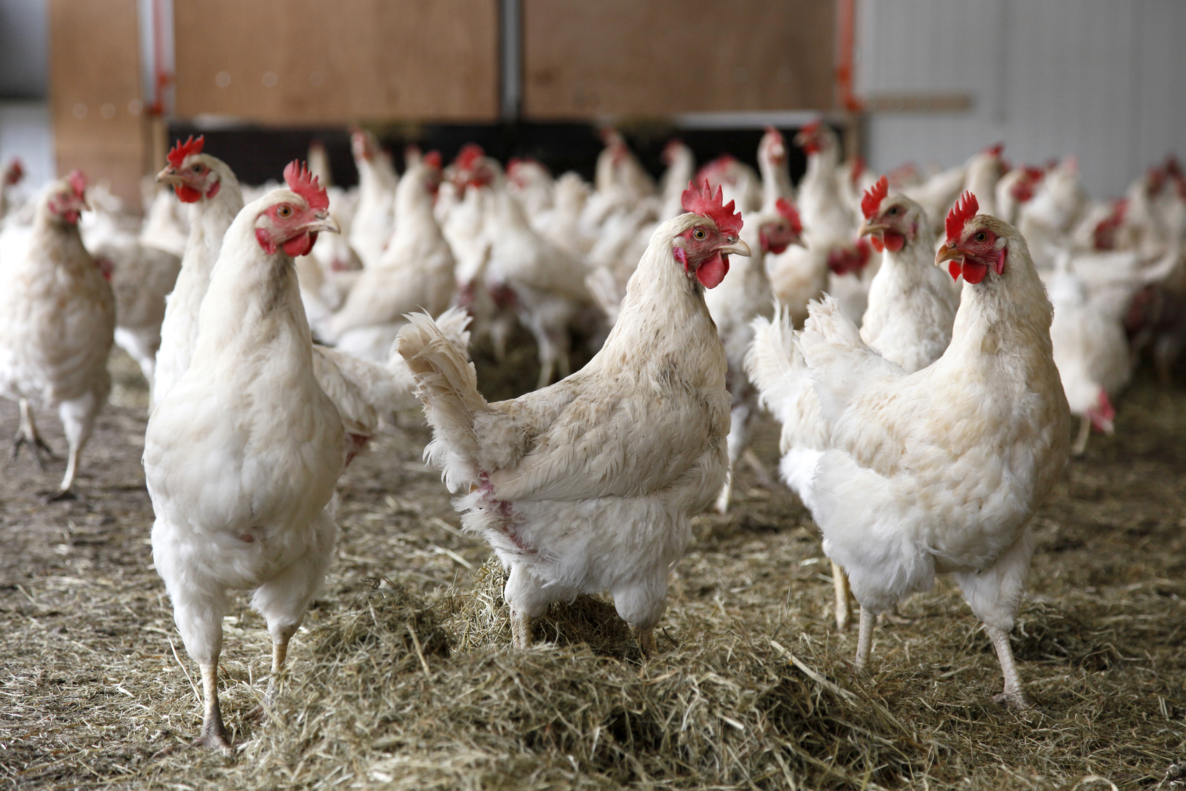 Get Up To Speed on Fast Growing Chickens 
