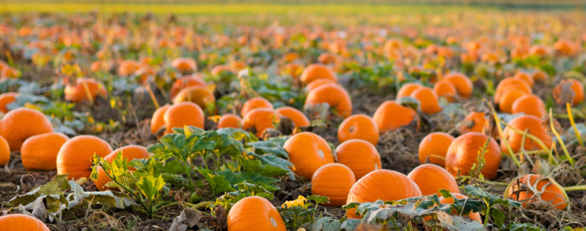 Pumpkins in a field at sunset