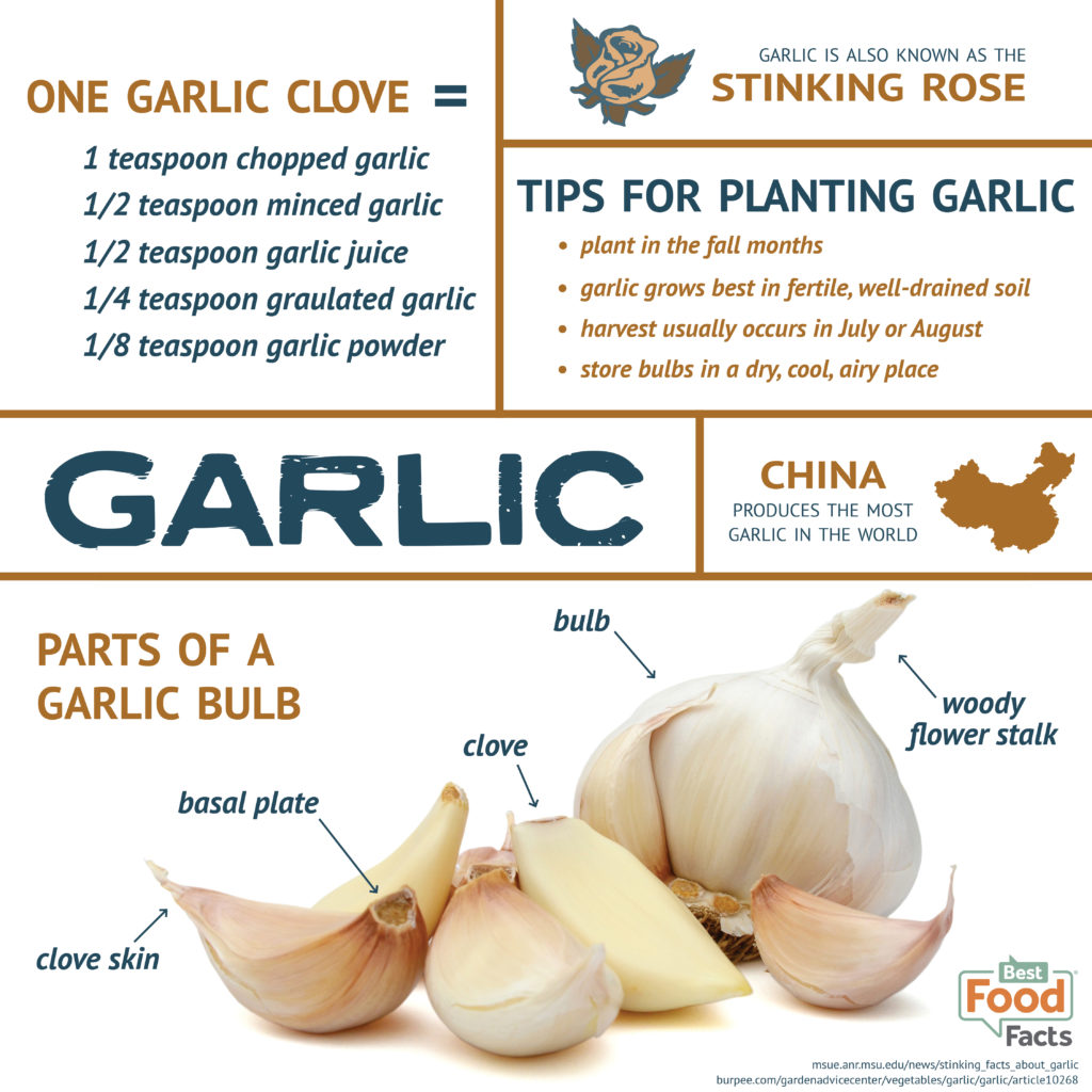 Garlic Infographic