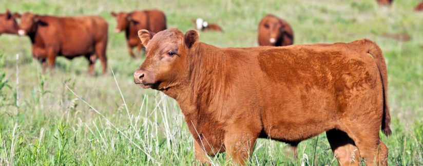 young red bull in pasture