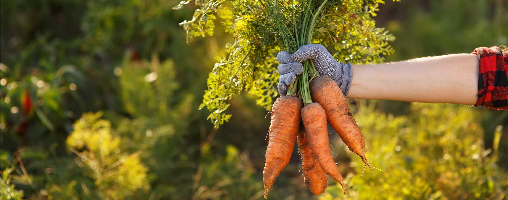 What's the Difference Between Plant and Animal Hormones? Part 2 | What's the Difference Between Plant and Animal Hormones? Part 2 |