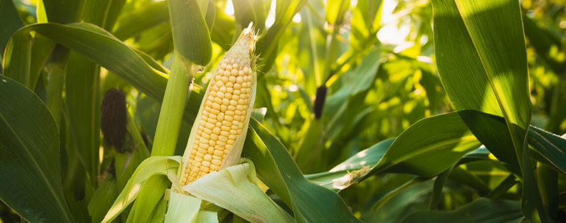 best-food-facts-hero-image-corn-cob