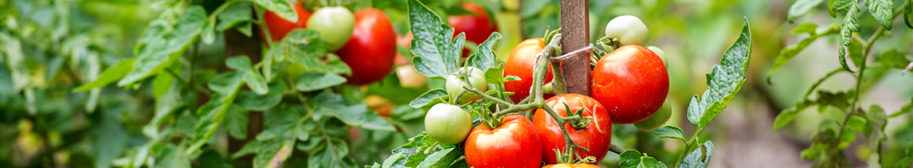 best-food-facts-hero-image-tomatoes
