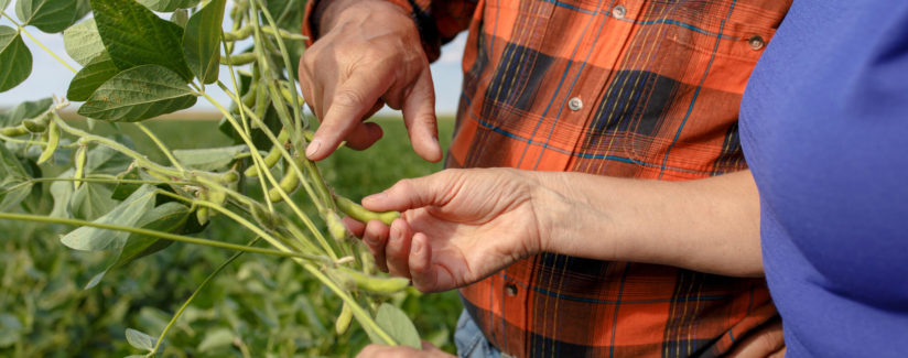 best-food-facts-soybean-sustainability