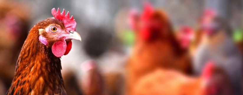 best-food-facts-broiler-chickens-growth
