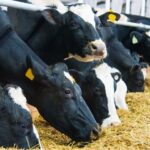 Are Feed Additives for Dairy Cows Safe?